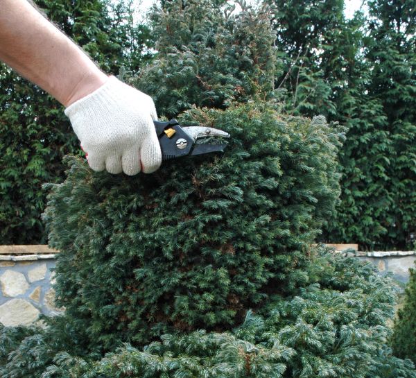 Ornamental Tree Trimming in Gilbert