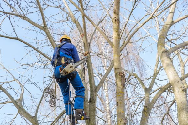 Large Tree Trimming in Gilbert