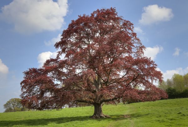 Beech Tree Pruning in Gilbert