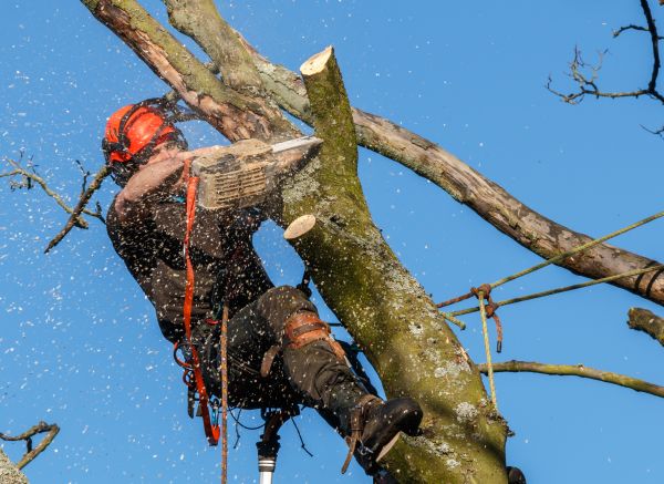Tree Trimming Service in Gilbert