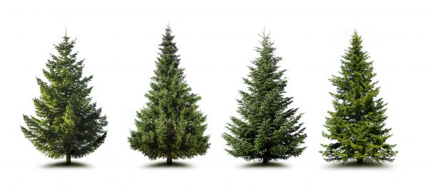 Cost of Pine Tree Trimming in Gilbert