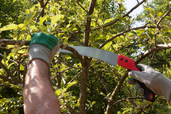 Apple Tree Trimming in Gilbert